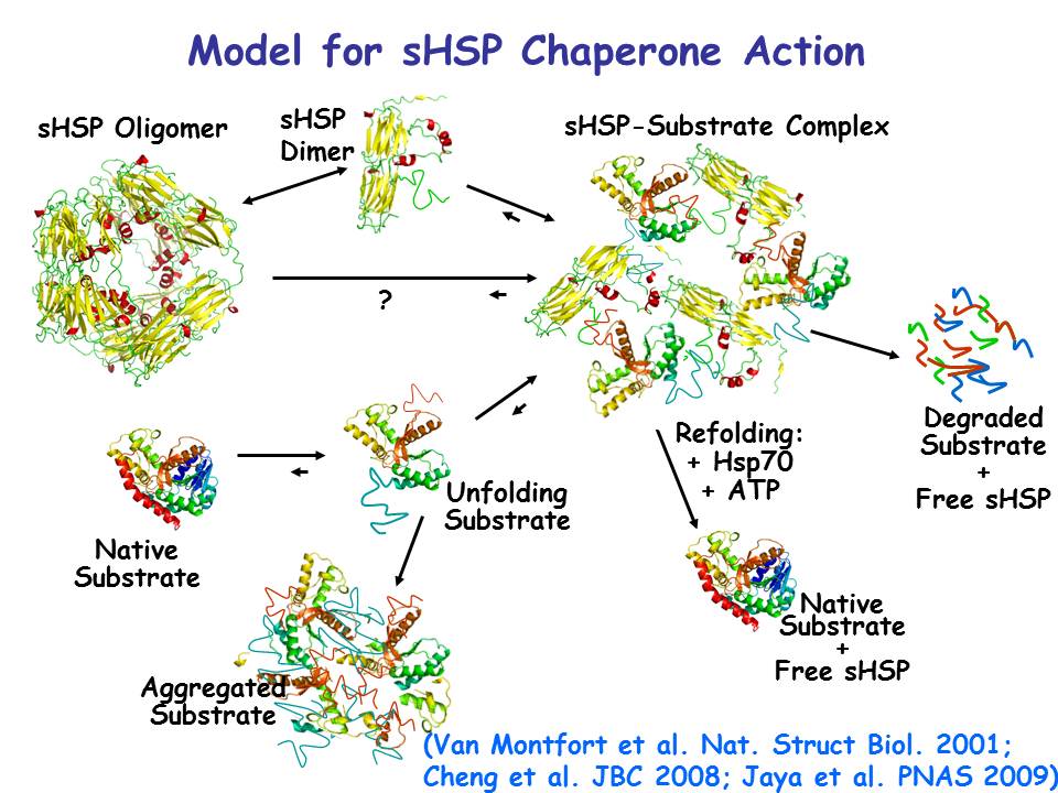 molecular chaperone definition